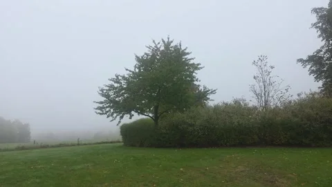 Quiet Grassy Clearing Bordered By Bushes Under Overcast Sky Stock Footage 348037980