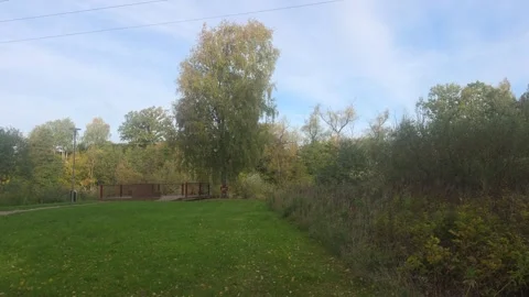 Quiet Grassy Clearing Bordered By Tall Maturing Autumn Trees Stock Footage 348033759