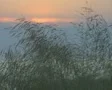 Quiet grassy hillside SD Footage