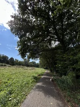 Quiet grassy path beside dense trees and bright sky viewed from tilted angle in Stock Photos