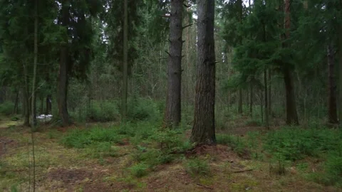 Quiet green forest Stock Footage 159881545