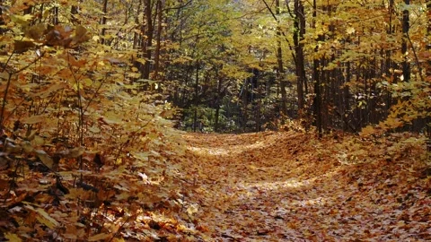 A quiet hiking trail filled with fallen leaves during the fall season Stock Footage 220755661