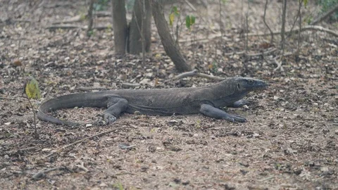 Quiet Komodo Dragon, the largest lizard in the world Stock Footage 126722662