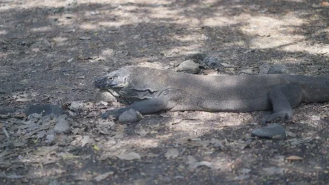 Quiet Komodo Dragon, the largest lizard in the world Stock Footage 126722857