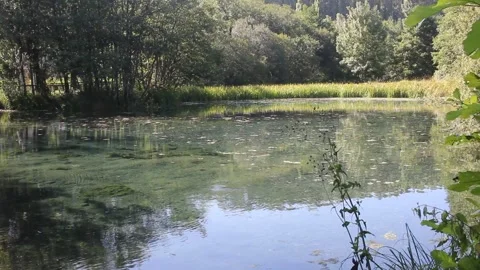 Quiet Lagoon Water with Tall Forest Trees and Reeds Reflected in Galicia Vídeo Stock 340667010