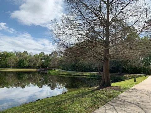 Quiet lake with bare tree Stock Photos