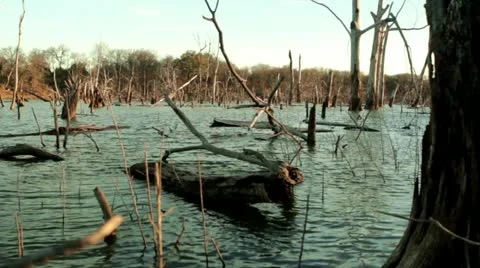 Quiet lake with dead trees 스톡 동영상 21913227