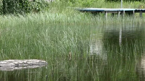 Quiet lake Stock Footage 626769