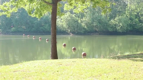 Quiet Lake Stock Footage 274573800
