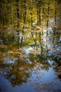 Quiet lake in the forest Stock Photos