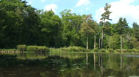 Quiet Lake with Trees in Forest Stock Footage 464952