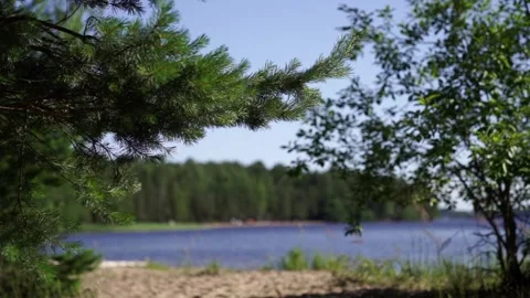 A quiet lakeshore framed by pine and leafy trees. The water glistens under the Stock Footage 312336154