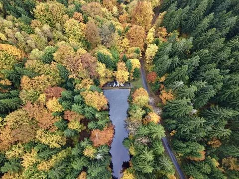 Quiet landscape featuring rustic bridge over forest stream with autumn foliage Stock Photos
