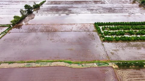 Quiet landscape: flooded fields resting between crop cycles Stock-Footage 339997964