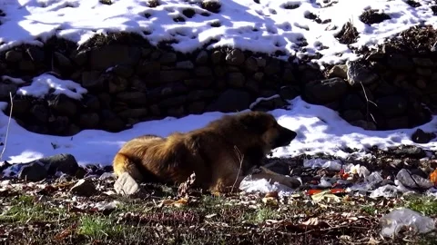 In a quiet leafless forest a German Shepherd stretches, stock footage. Stock Footage 304818235