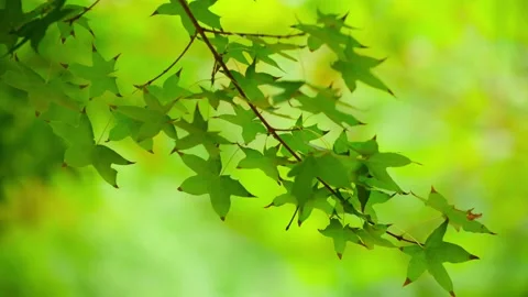 A quiet maple leaf-close-up Stock-Footage 234115388