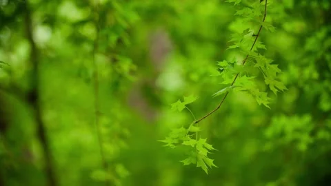 A quiet maple leaf Stock Footage 234115461