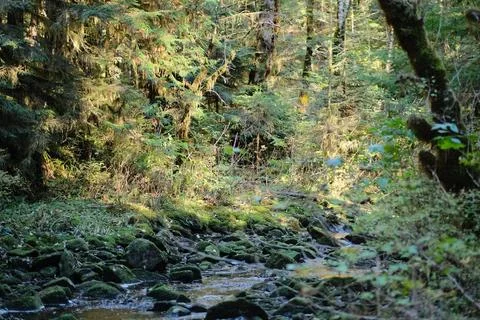 Quiet meadow at the forest edge 9 Stock Photos