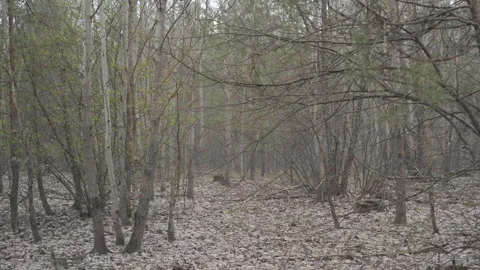 Quiet Misty Forest with Bare Trees and Fallen Leaves Stock Footage 323947032