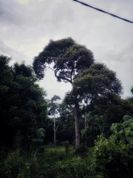 The Quiet Monarch Foto stock