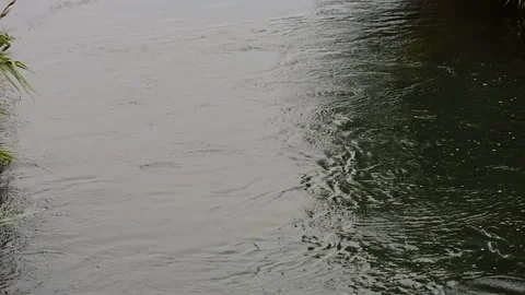 Quiet Mountain Stream Stock Footage 89962545