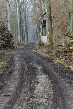 Quiet Muddy Forest Road With Elevated Wooden Hunting Blind Stock Photos