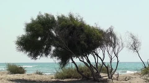 Quiet natural beach 3 Stock Footage 10810004