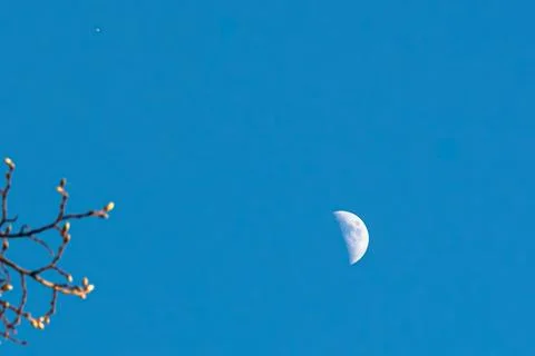 Quiet Orbit - Minimal Sky Composition with Budding Branch and Half Moon Fotos de archivo