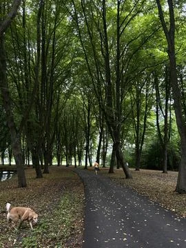 Quiet park path through tall green woodland with walker and dog under dense Stock Photos