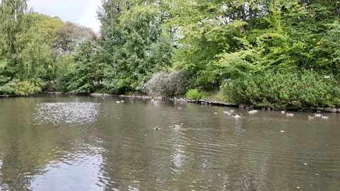 Quiet Park Pond Surrounded by Trees and Greenery in Gothenburg Stock-Footage 347679351