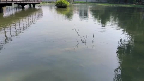 Quiet Park Pond Water Surface with Tree Reflections and Wooden Bridge. Vidéo 339260228