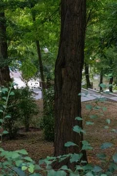 A quiet park where a single tree becomes the central focus of the shot Stock Photos