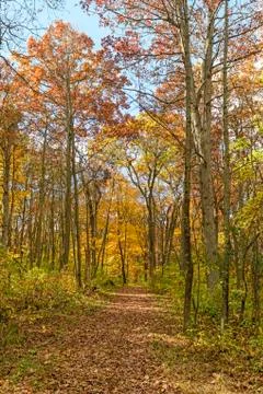Quiet Path in the Forest Photos