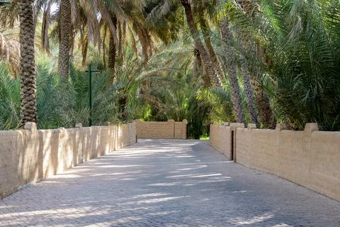Quiet path in oasis Al Ain, UAE, surrounded by tall palm trees and green fronds Stock Photos