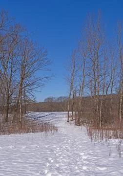 Quiet Path in Winter Photos