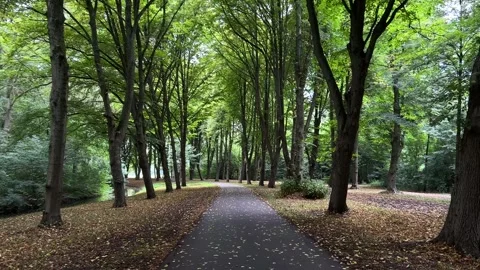 Quiet paved forest path winding through dense woodland park with tall deciduous 库存影片 345010040