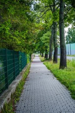 Quiet Paved Pathway Surrounded by Lush Greenery in Early Morning Light Stock Photos
