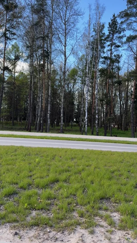 Quiet paved road bordering fresh meadow and mixed forest Stock Footage 334628771