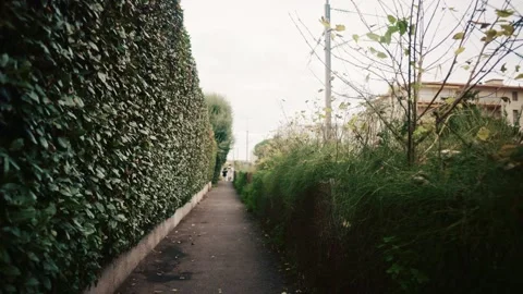 Quiet pedestrian pathway lined with tall hedges and plants in a suburban area of Stock Footage 323053023