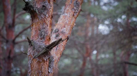 Quiet Pine Forest In Autumn Stock Footage 32544746