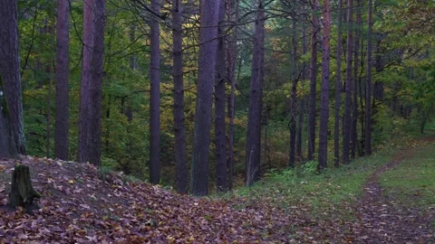 Quiet Pine Forest Path With Autumn Foliage Stock Footage 324805835