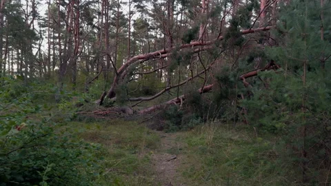 Quiet pine forest path blocked by fallen trunks and tangled branches under soft Stock Footage 344974733
