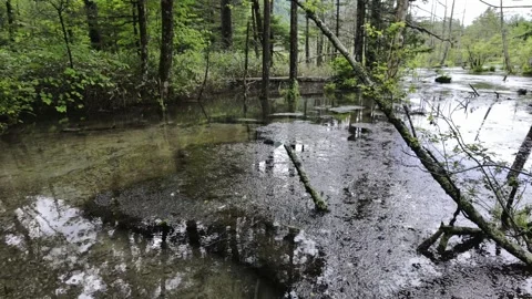 Quiet Pond Deep in Jungle Stock Footage 331239459