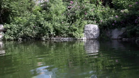 Quiet pond Video stock 748520