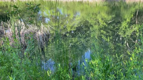Quiet Pond Video stock 133069687
