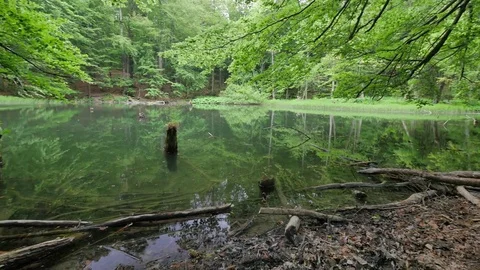 Quiet pond in the middle of forest. Stock-Footage 77069512