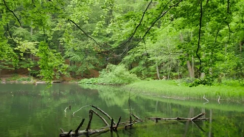 Quiet pond in the middle of forest. Video stock 77069607