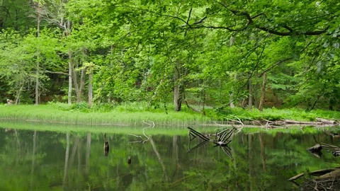 Quiet pond in the middle of forest. Vidéo 77069617