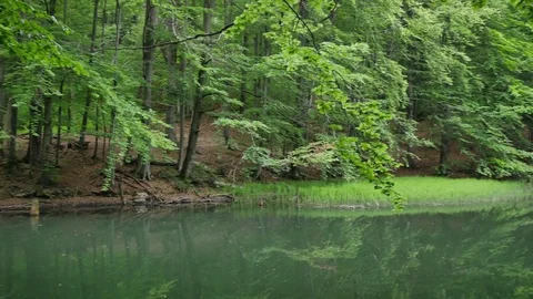 Quiet pond in the middle of forest. Video stock 77069645