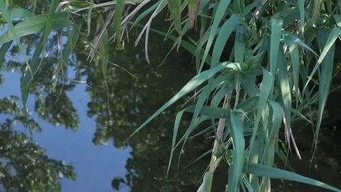 Quiet pond, with reflection of trees and sky. Stock Footage 131402595
